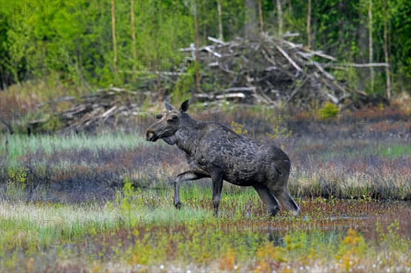 Moulting moose, elk (Alces alces) young bull with antlers covered in velvet foraging in front of beaver's lodge in swamp, marsh in spring, Sweden, Europe