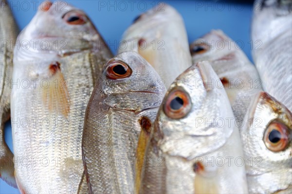 Various Mediterranean fish, Fish market at the old harbour, Vieux Port, Marseille, A school of fish stands upright with visible details such as eyes and shiny silver scales, Marseille, Departement Bouches-du-Rhone, Provence-Alpes-Cote d'Azur region, France, Europe