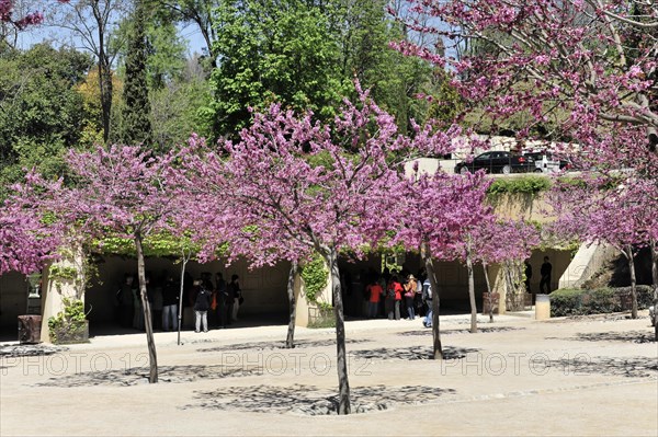 Alhambra, Granada, Andalusia, Blossoming pink trees in a park with walkers in the background, Granada, Andalusia, Spain, Europe