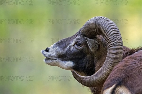European mouflon (Ovis aries musimon), close-up portrait of ram, male with big horns performing flehmen response in forest during the rut in autumn