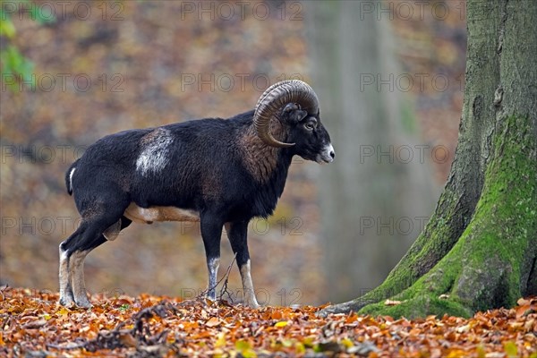 European mouflon (Ovis aries musimon, Ovis gmelini musimon) ram, male with big horns in forest during the rut in autumn, fall