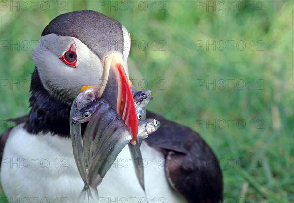 Puffin with sand eels in its beak, Borgafjoerdur Eystri, Iceland, Europe