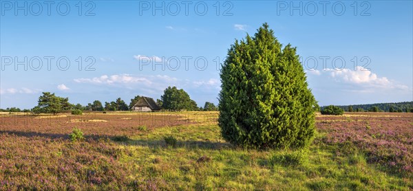 Typical heath landscape with old sheepfold, juniper and flowering heather, Lueneburg Heath, Lower Saxony, Germany, Europe