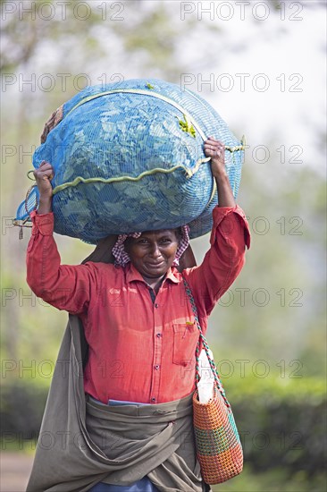 Indian tea picker carrying a big bag of tea leaves on her head, Munnar, Kerala, India, Asia