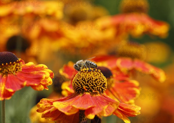 Sneezeweed (Helenium) with honey bee (Apis mellifera), North Rhine-Westphalia, Germany, Europe