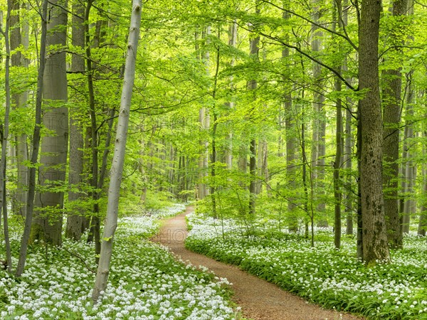 Hiking trail through the ramson (Allium ursinum) in the beech forest, Hainich National Park, Bad Langensalza, Thuringia, Germany, Europe