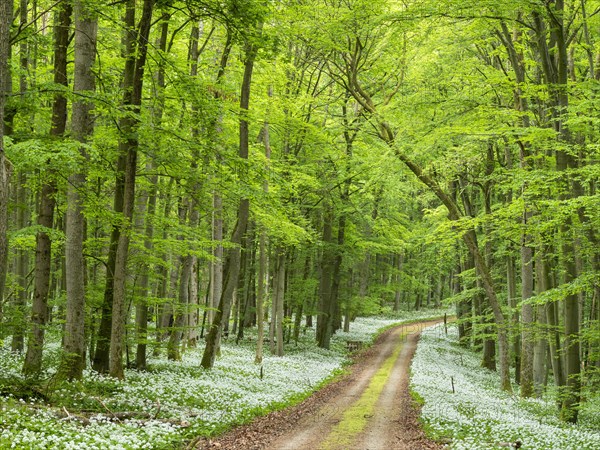 Hiking trail through the ramson (Allium ursinum) in the beech forest, Hainich National Park, Bad Langensalza, Thuringia, Germany, Europe