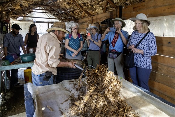 San Pablo Huitzo, Oaxaca, Mexico, Porfirio Morales places a growing medium for oyster mushrooms on a work table. Visitors, who are learning about mushroom farming, will pack the growing medium and mushroom spawn in bags where the mushrooms will grow, Central America