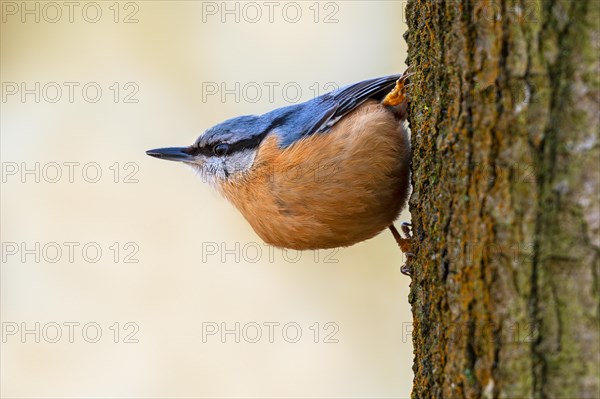 Eurasian nuthatch, wood nuthatch (Sitta europaea caesia) male foraging along tree trunk in forest