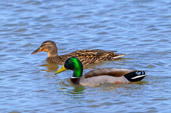 Mallard, wild duck (Anas platyrhynchos) couple, female and male, drake in breeding plumage swimming in pond