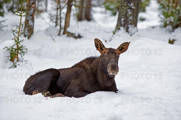 Moose, elk (Alces alces) young bull with small antlers resting in the snow in forest in winter, Sweden, Europe