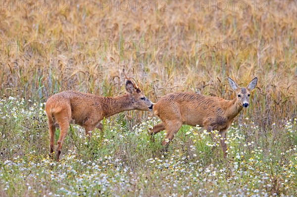 European roe deer (Capreolus capreolus) buck chasing doe in heat before mating in wheat field during the rut in summer