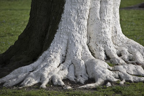 Tree with white colour as protection against extreme temperature fluctuations caused by solar radiation and frost, Wuppertal, North Rhine-Westphalia, Germany, Europe