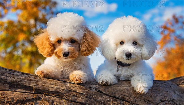 KI generated, animals, mammals, dog, domestic dogs (Canis lupus familiaris), two dogs, white, apricot, cream-coloured