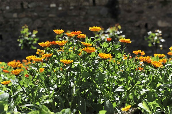 Alhambra, Granada, Andalusia, A sunny garden full of blooming orange flowers and green foliage, Granada, Andalusia, Spain, Europe