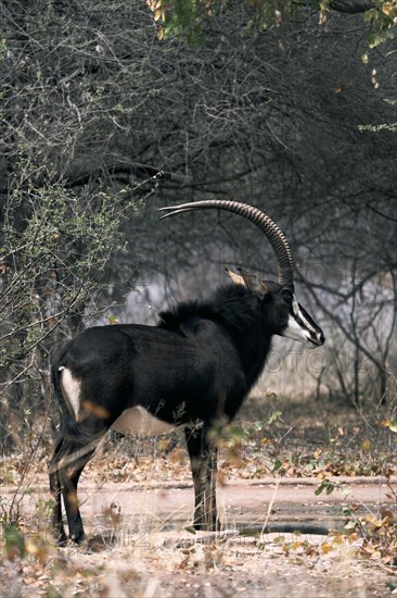 Sable antelope, South Africa, Africa