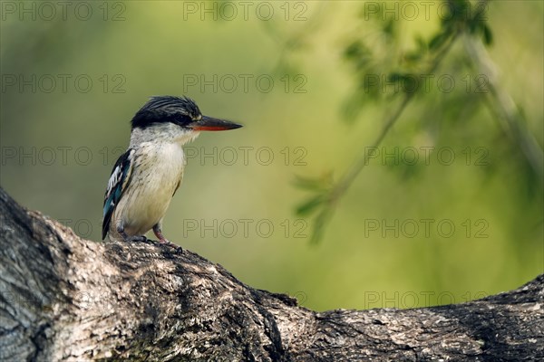 Striped fleece, South Africa, Limpopo, Africa