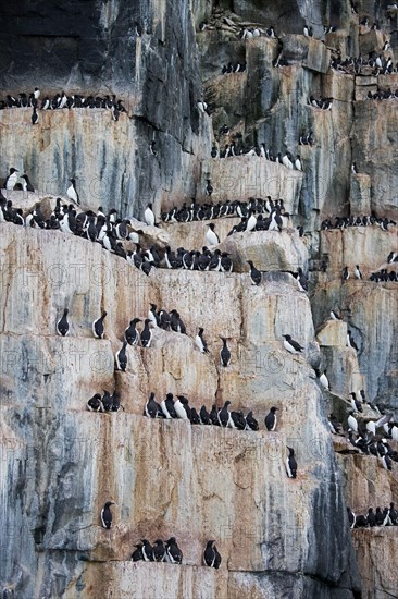 Thick-billed murres, Bruennich's guillemots (Uria lomvia) nesting on rock ledges in sea cliff at breeding colony, Alkefjellet, Svalbard, Spitsbergen