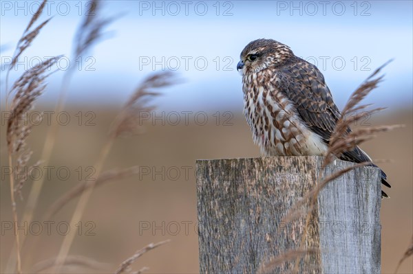 Eurasian merlin (Falco columbarius aesalon) female perched on wooden fence post along wetland in late winter