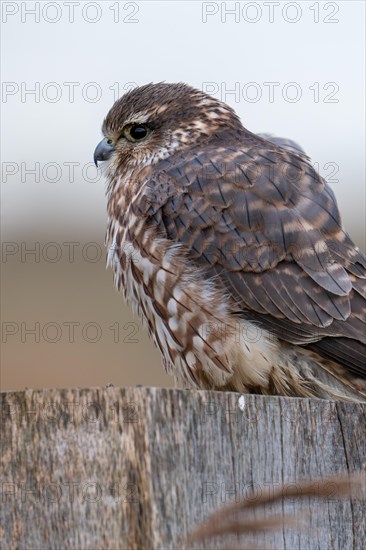 Eurasian merlin (Falco columbarius aesalon) female perched on wooden fence post along wetland in late winter