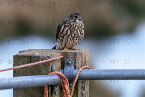 Eurasian merlin (Falco columbarius aesalon) female perched on wooden fence post along field in late winter