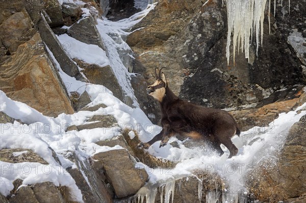 Alpine chamois (Rupicapra rupicapra) male calling in steep snowy rock face during the rutting season in winter in the mountains of the European Alps