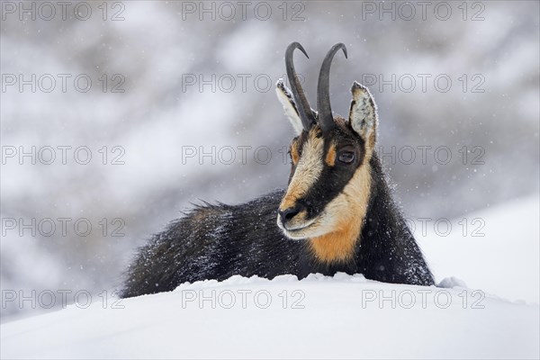 Alpine chamois (Rupicapra rupicapra) close-up portrait of male resting in the snow during snowfall in winter in the European Alps