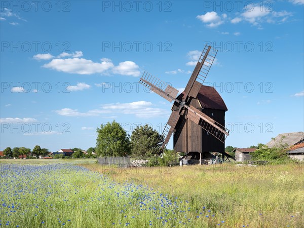 Grain field with cornflowers and mill, windmill, Bockwindmuehle, Tiefensee, Saxony, Germany, Europe