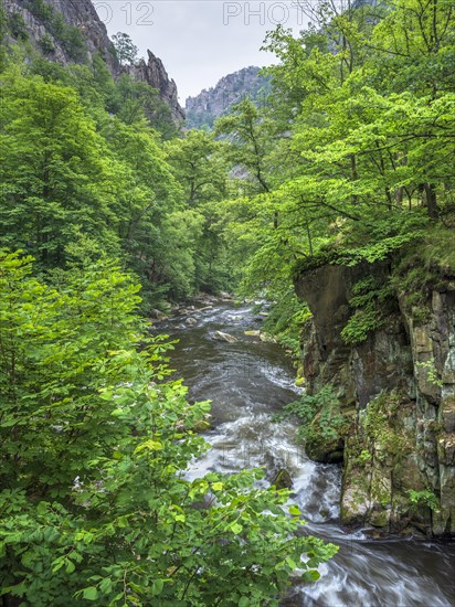 The River Bode with rapids and boulders in the Bode Valley between Thale and Treseburg, Harz National Park, Thale, Saxony-Anhalt, Germany, Europe