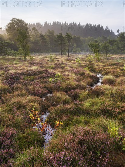 Black moor in the morning light, heather in bloom, Rhoen Biosphere Reserve, Bischofsheim in der Rhoen, Lower Franconia, Rhoen, Bavarian Rhoen, Bavaria, Germany, Europe