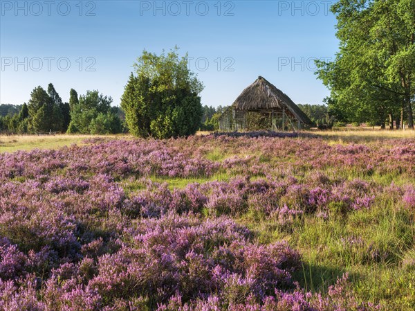 Typical heath landscape with old sheepfold, juniper and flowering heather, Lueneburg Heath, Lower Saxony, Germany, Europe