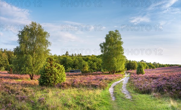 Typical heath landscape in Totengrund near Wilsede with juniper, hiking trail and flowering heather, Lueneburg Heath, Lower Saxony, Germany, Europe