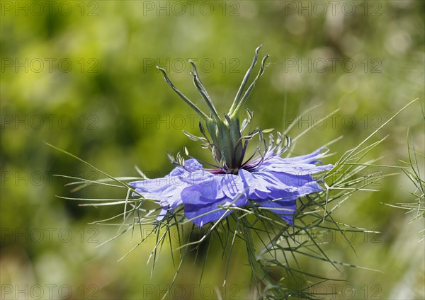 Genuine black cumin (Nigella sativa), North Rhine-Westphalia, Germany, Europe