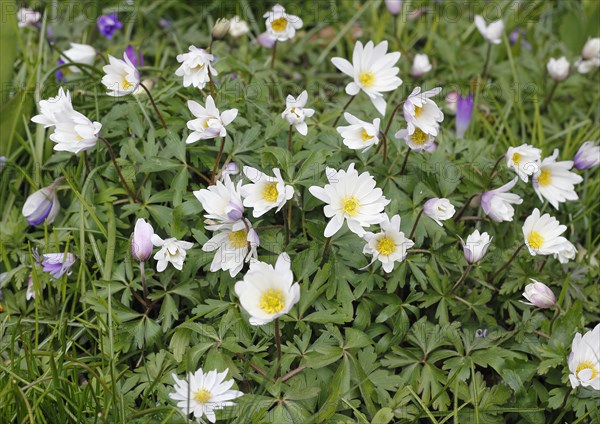 Wood anemone (Anemonoides nemorosa) (syn.: Anemone nemorosa), flowers and buds, North Rhine-Westphalia, Germany, Europe