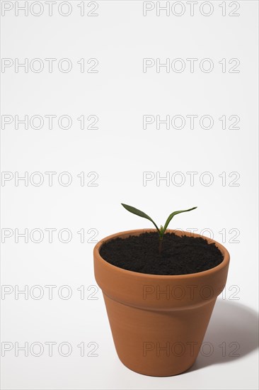 Close-up of small terracotta flower pot with seedling emerging through enriched black soil on white background, Studio Composition, Quebec, Canada, North America
