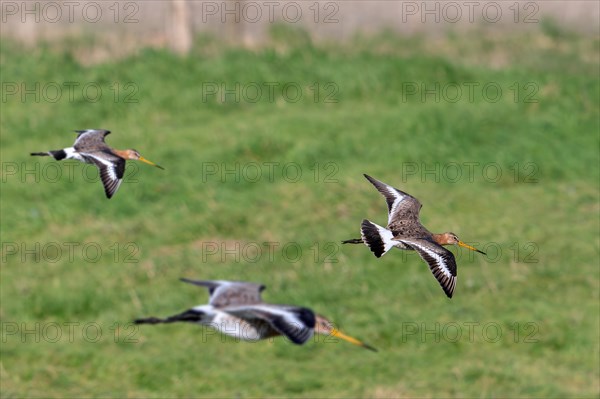 Three black-tailed godwits (Limosa limosa) in breeding plumage landing in meadow in late winter, early spring