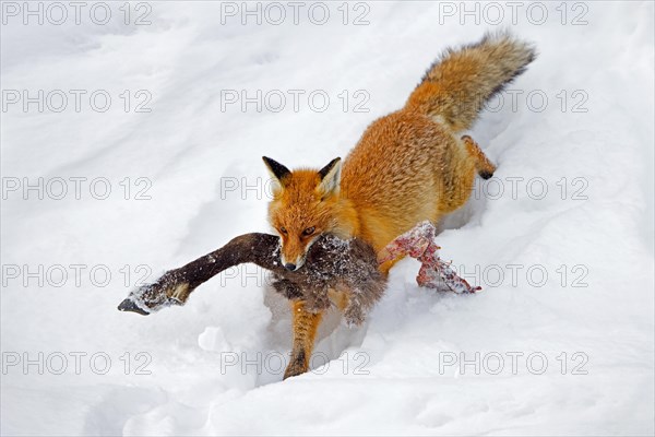 Scavenging red fox (Vulpes vulpes) running away in deep snow with leg of killed chamois in winter in the Alps