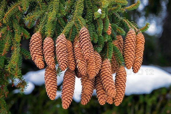 Norway spruce, European spruce (Picea abies) close-up of cones with pointed scales and needle-like evergreen leaves in the Alps in winter