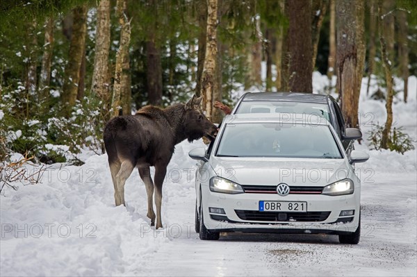 Curious moose, elk (Alces alces) fed by tourists in car on forest road in winter in Sweden, Scandinavia