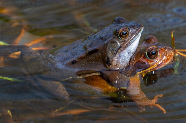 European common frog pair, brown frog, grass frog (Rana temporaria) male and female in amplexus in pond during spawning, breeding season in spring