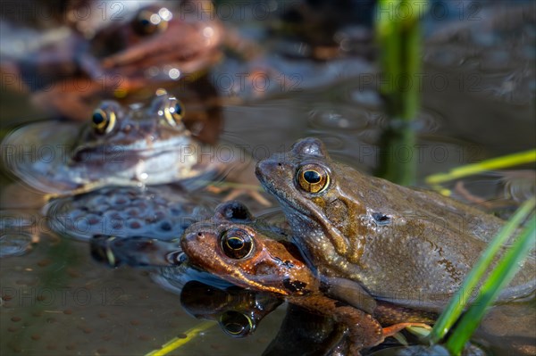 European common frogs, brown frog and grass frog pair (Rana temporaria) in amplexus gathering in pond during the spawning, breeding season in spring
