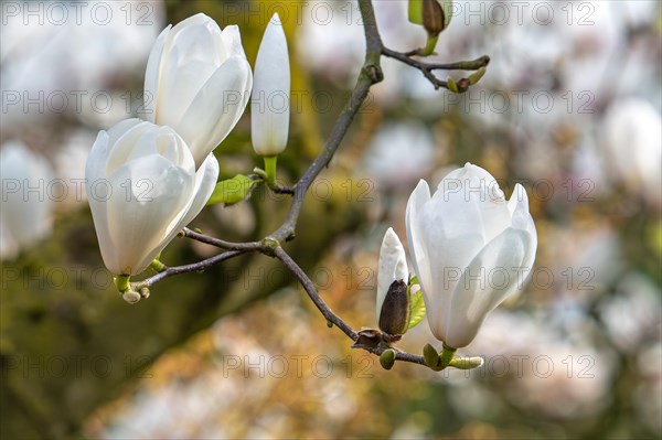 Blooming magnolia showing buds and white flowers in spring