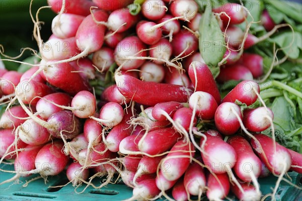 Marseille market, Fresh red radishes bundled for sale at a market, Marseille, Departement Bouches-du-Rhone, Region Provence-Alpes-Cote d'Azur, France, Europe