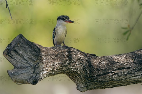 Striped fleece, South Africa, Limpopo, Africa