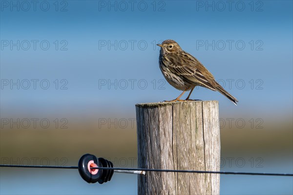 Meadow pipit (Anthus pratensis) perched on wooden fence post along grassland