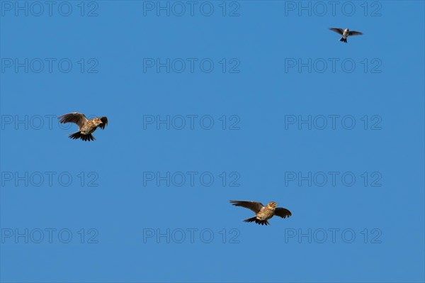 Three Eurasian skylarks (Alauda arvensis) calling in flight against blue sky in spring. Digital composite