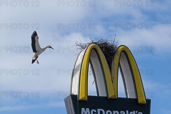 White stork with open wings flying to nest on Mc Donald's symbol looking right in front of blue sky with white clouds