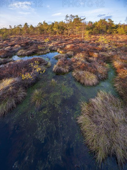 Black moor in the evening light, Rhoen Biosphere Reserve, Bischofsheim in der Rhoen, Lower Franconia, Rhoen, Bavarian Rhoen, Bavaria, Germany, Europe