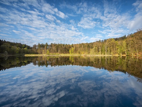 Lake Albertsee in the morning light, swampy sinkhole lake in Frauenseer Forst, Marksuhl, Thuringia, Germany, Europe