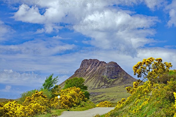 Flowering gorse in intense colours in front of a high mountain, spring, Mad men road, Highlands, Ullapool, Scotland, UK